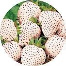 Белая клубника