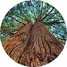 Красный кедр