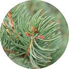 Еловая хвоя