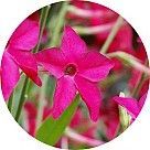 Цветок табака