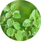 Орегано (майоран)