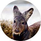 Мускенон (Muscenone)