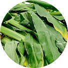 Лист имбиря