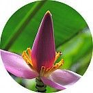 Цветок банана