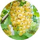 Белая смородина