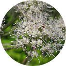 Дягиль (ангелика)