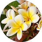 Франжипани