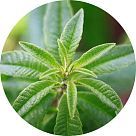 Вербена лимонная