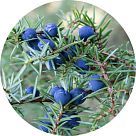 Хвоя можжевельника