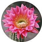 Цветок кактуса