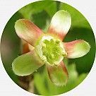 Цветок крыжовника