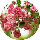 Цедронелла канарская