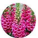 Наперстянка