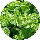 Мята колосковая (кудрявая)