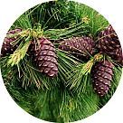 Гавайский кедр