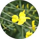 Испанский дрок