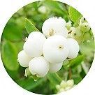 Снежноягодник (снежная ягода)