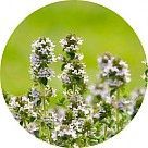 Цветок пачули