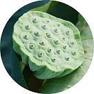 Корень лотоса