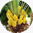 Цветок кокоса