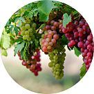 Виноградная лоза