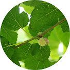 Лист шелковицы