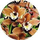 Шоколадная орхидея