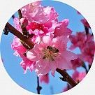 Цветок нектарина