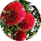 Похутукава