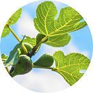 Лист инжира