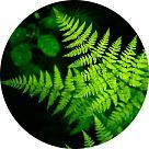 Фужерный аккорд