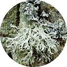 Эвернил (Evernil)