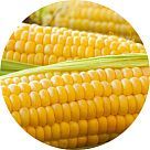 Кукуруза