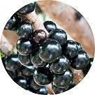 Джаботикаба