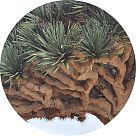 Драцена киноварно-красная