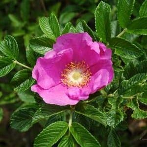 Хаманасу (Японская роза)