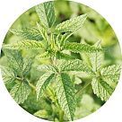 Галаадский бальзам