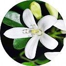 Цветок бергамота