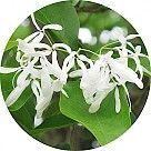 Снежноцвет (хионантус виргинский)