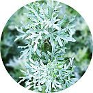 Полынь (артемизия)