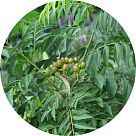 Дерево карри