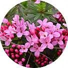 Дафна (волчеягодник)