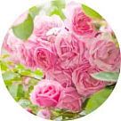 Дамаскон (Damascone)