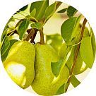 Грушевое дерево