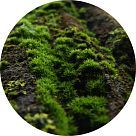 Кедровый мох