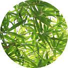 Лист бамбука