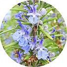 Цветок розмарина