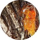 Исо е супер (Iso E Super)