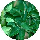 Лист яблони