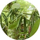 Ванильное дерево